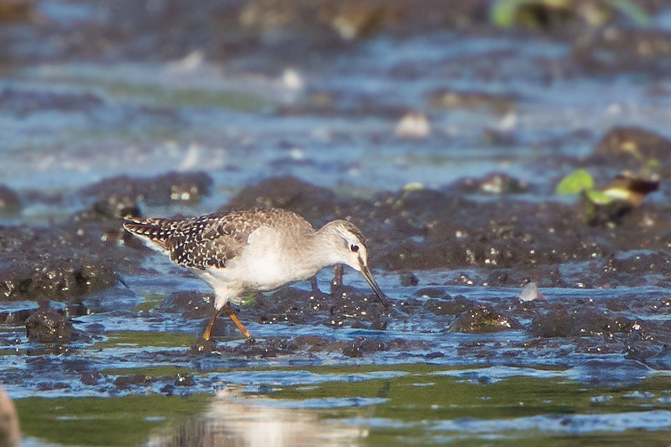 Wood Sandpiper (Tringa glareola)